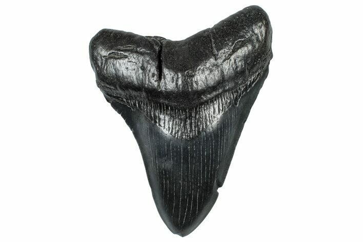 Fossil Megalodon Tooth - South Carolina #299427